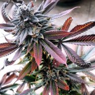Blue Diesel