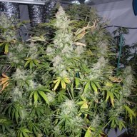 Chocolate Thai