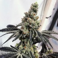 Cookies and Cream