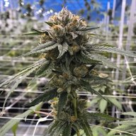 Bubblegum Kush