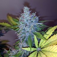 Great White Shark