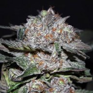 God's Green Crack