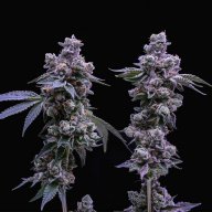 Platinum Girl Scout Cookies