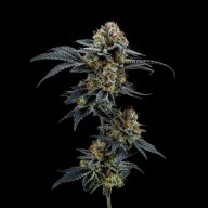 Gorilla Cookies