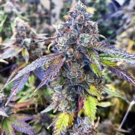Cherry Kush