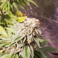 Incredible Hulk