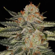 Tahoe Alien