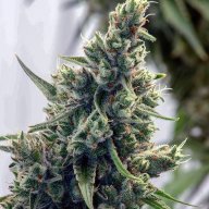 Cannatonic