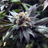 God Bud