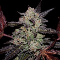 Key Lime Pie