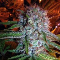Blood Kush