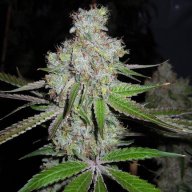 Goji OG