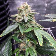 Diablo OG