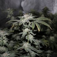 Critical Jack