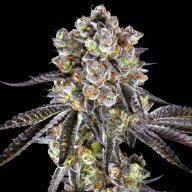 Black Jack