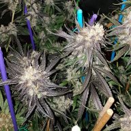 Cotton Candy Kush