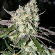 Strawberry Diesel