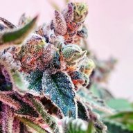 Cherry Kola