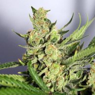 Exodus Cheese
