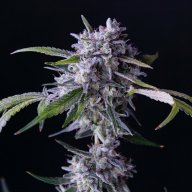 Cherry Diesel