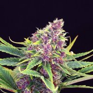 Blue Mango