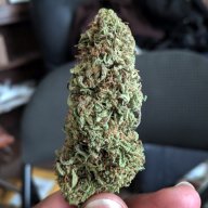 Blueberry Pie