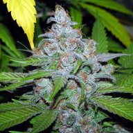 Juicy Fruit