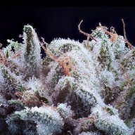 Blueberry Skunk
