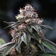 Blackwater