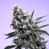Sour Tangie