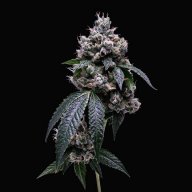 Kosher Kush