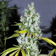 East Coast Sour Diesel