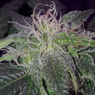 Citrus Sunshine Haze