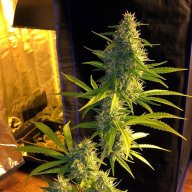 Golden Lemon