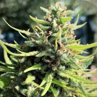 Green Poison