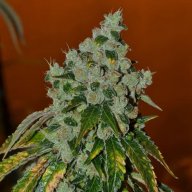 Chemdog 91