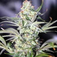 Galactic Jack