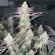 Blue Haze