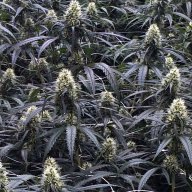 Blueberry Jack