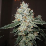 Fire OG Kush