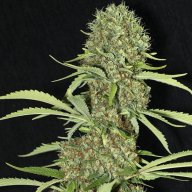 Jamaican Dream