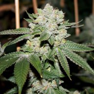 Face Off OG