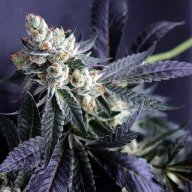 Cataract Kush