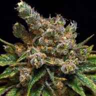 California Hash Plant
