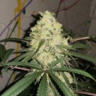 Golden Nugget