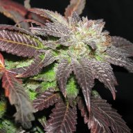 LA Confidential