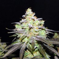 Cali Kush