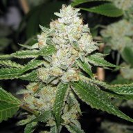 Hell's Angel OG Kush