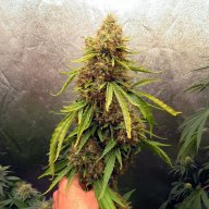G13 Haze