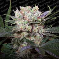 Cali Gold